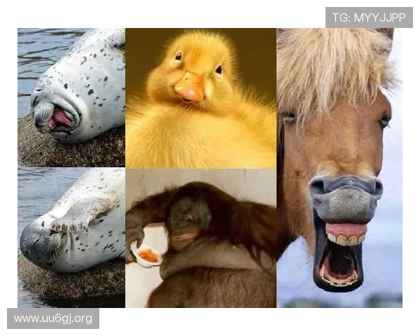 那些裁判培训视频总能让我捧腹大笑的欢乐瞬间趣味精彩集锦大赏篇